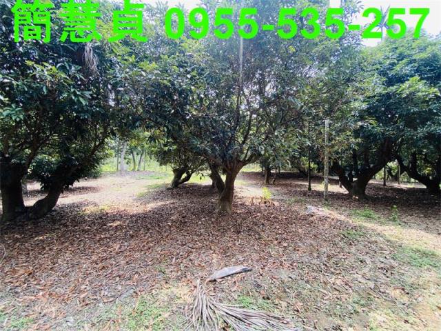 草屯農地-1