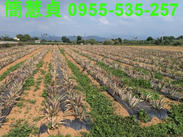 名間農地-1